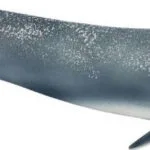 Schleich-S Wild Life Blue Whale για 3+ Ετών 4.9εκ. 14806