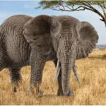 Schleich-S Wild Life African Elephant Female για 3+ Ετών 9.1εκ. 14761