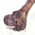 Petmex Dog Chew Λιχουδιά Σκύλου Μικρόσωμων Φυλών χωρίς Γλουτένη με Χοιρινό 200gr