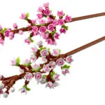 LEGO Botanical Collection Cherry Blossoms για 8+ Ετών 430τμχ 40725