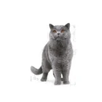Royal Canin British Shorthair Adult Ξηρά Τροφή χωρίς Γλουτένη για Ενήλικες Γάτες με Καλαμπόκι 10kg