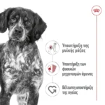 Royal Canin Medium Υγρή Τροφή Σκύλων σε Κονσέρβα Διαίτης με Κρέας 410gr