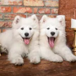 Samoyed Puppies Say Hello Puzzle 2D 1000 Κομμάτια