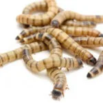 Superworm Προνύμφες Του Σκαθαριού Zophobas Morio 1kg Morio100gr Ζώα 3182550737623