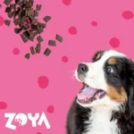Zoya 3kg Ξηρά Τροφή Σκύλων με Βοδινό