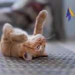 Animal Island Υγρή Τροφή για Γάτες με Ψάρια 40x85gr
