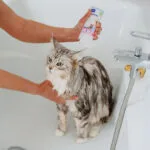 Virbac Allerderm Sensitive Skin Shampoo Dogs Cats 250 Ml