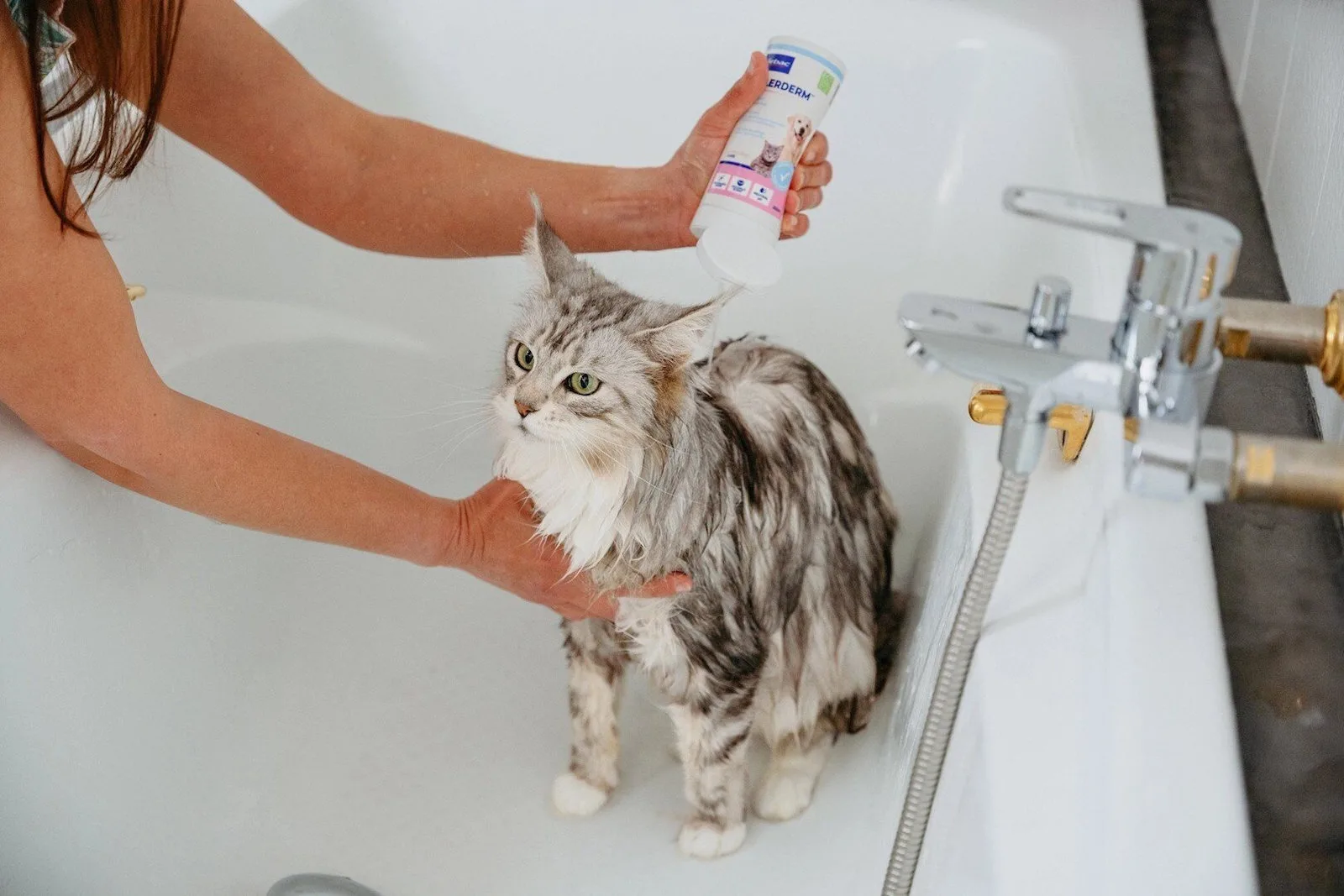20260330133152_e9b06ffd Virbac Allerderm Sensitive Skin Shampoo Dogs Cats 250 Ml - Image 1