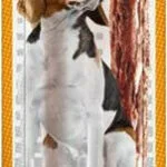 Vitakraft Beef Low Fat Λιχουδιές σε Stick Σκύλου Διαίτης με Βοδινό 12gr